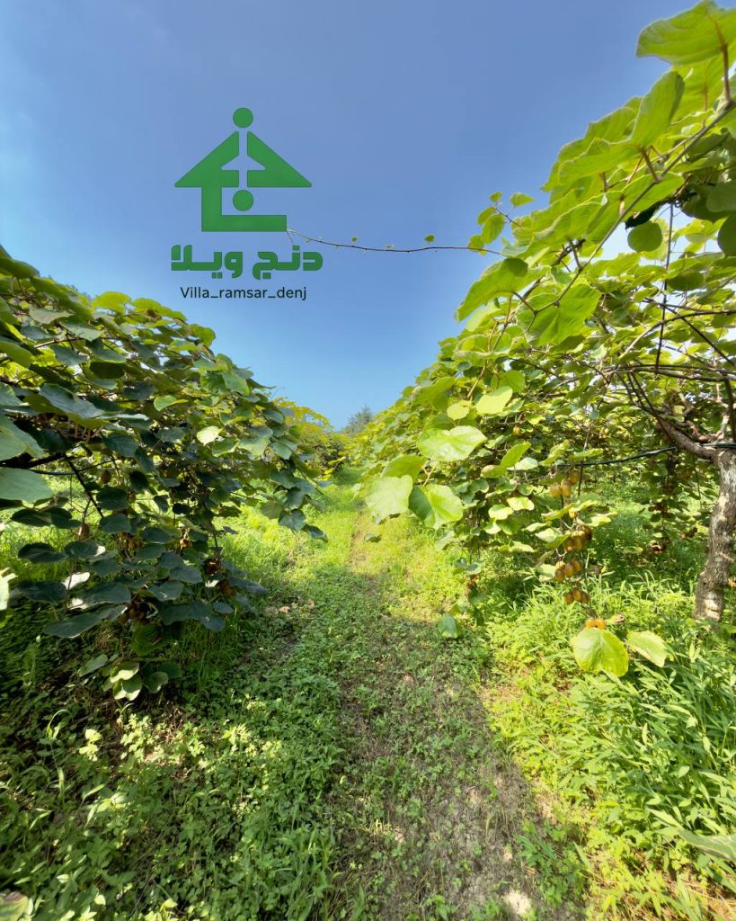 کلبه بامبو